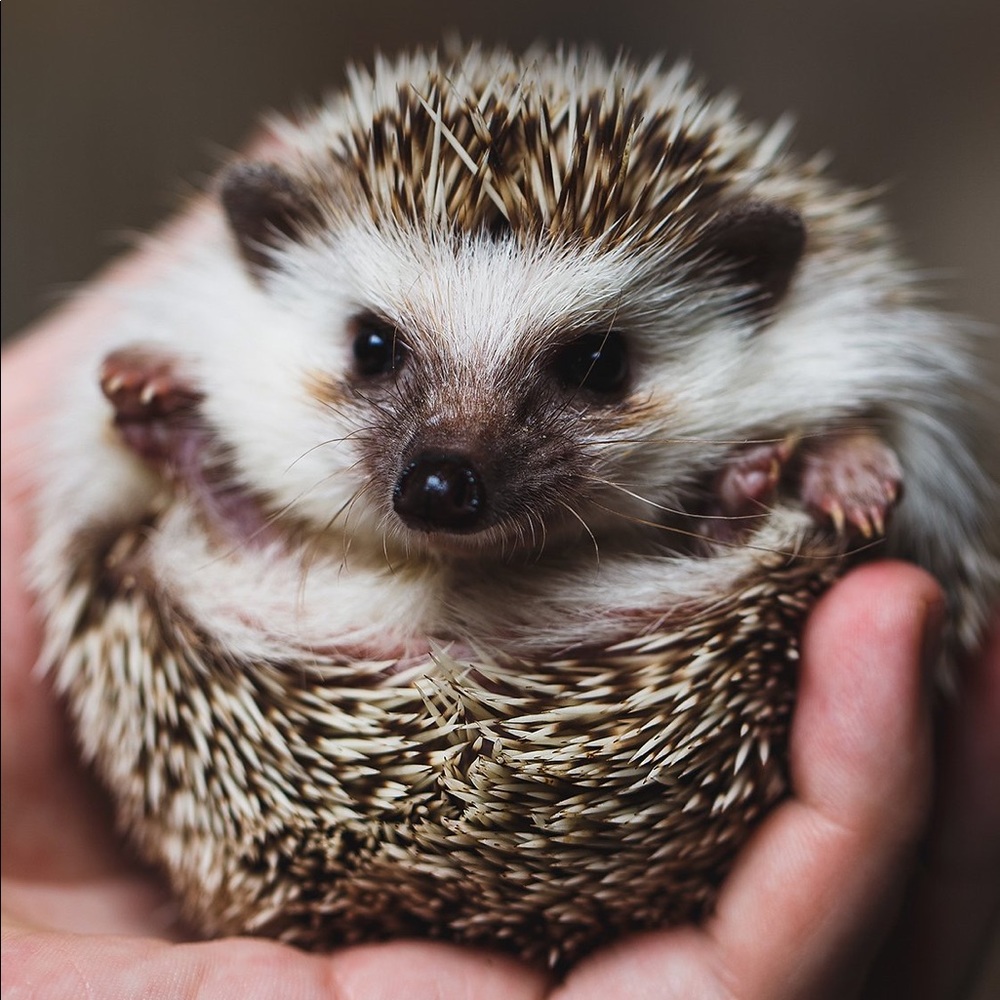 Meet your Posher, Curtis